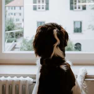 Dog on Radiator Staring out of Window