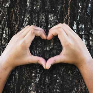 Hands Making A Heart Shape on A Tree